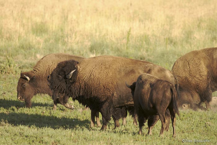 A bull bison tastes the air for female estres during the rut, or mating season. &nbsp;Bos bison